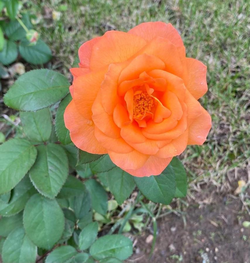 אפרטהוטל פגאניקו Il Casale Delle Rose מראה חיצוני תמונה